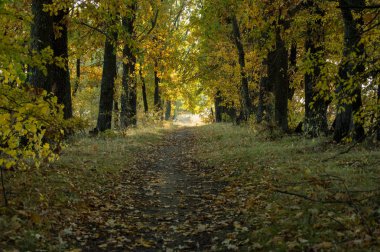 Sonbahar yol mesafe içine bırakarak