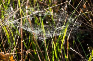 Çiğ ve güneş ışınları içinde örümcek ağı