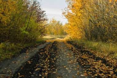 Sonbahar yol mesafe içine bırakarak