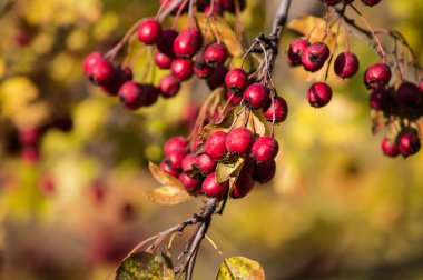 Çilek güneşli bir dal