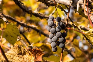 Çilek güneşli bir dal