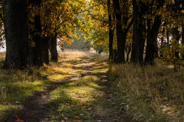 Sonbahar yol mesafe içine bırakarak