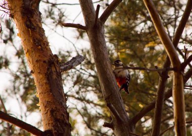Bir ağaç dalı üzerinde oturan ağaçkakan