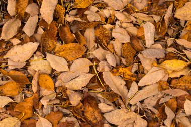 Yerde yatan sonbahar yaprakları