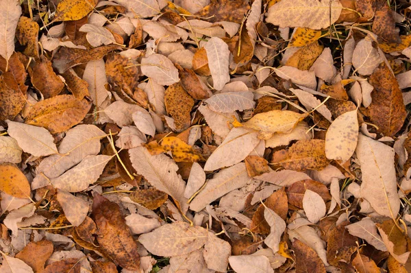 Yerde Yatan Sonbahar Yaprakları — Stok fotoğraf