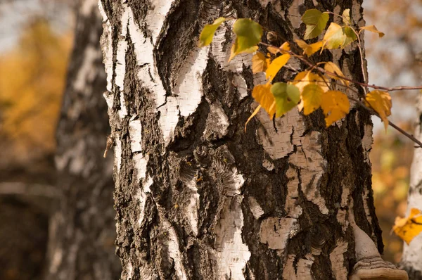 Kora Drzewa Słońcu — Zdjęcie stockowe