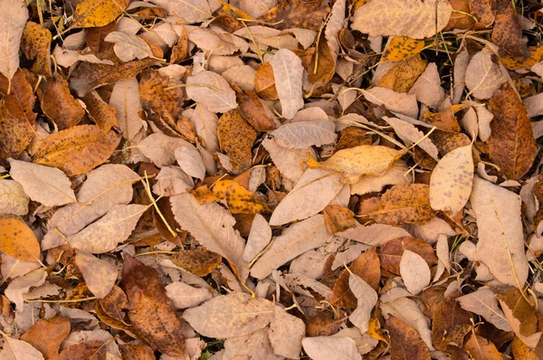 Podzimní Listí Zemi Stock Obrázky
