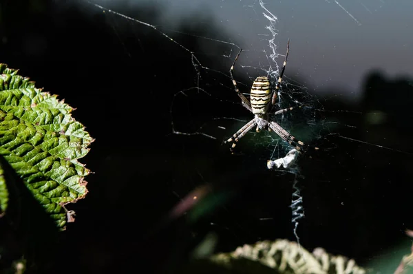 Pavouk Webu Při Lovu — Stock fotografie
