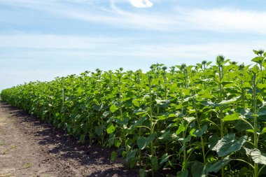 Genç yeşil sigara bloomed ayçiçeği ile alanın kenarında. Deneysel bölüm ile geç elite ayçiçeği Ekim alanının. Fotoğraf alan agrofirms için.