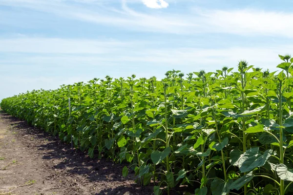 Borde Del Campo Con Girasoles Jóvenes Verdes Florecidos Sección Experimental — Foto de Stock