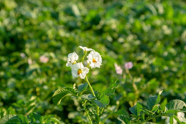 White inflorescence of potatoes during flowering. Ripening potato crop. With a blurred background of green house potato bushes.