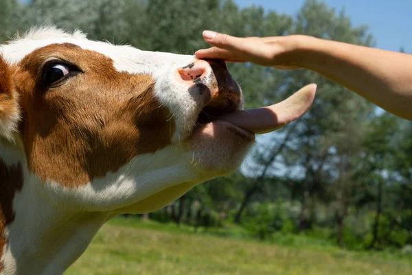 The long tongue of a cow. The cow licks his hand. Heifer thanks for the treat. A cow shows a long tongue.