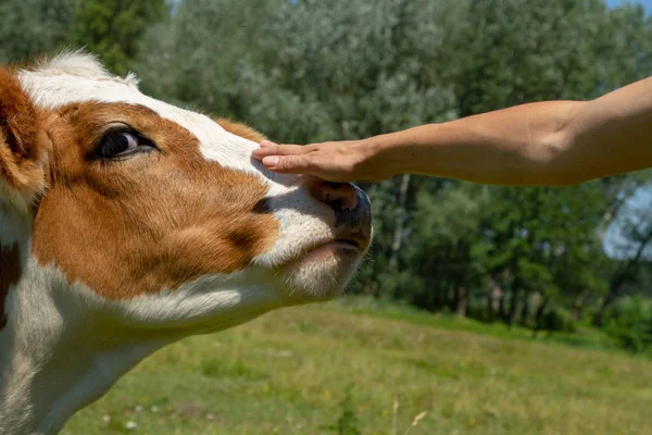 A woman is stroking a cow in the face. Cow thanks for the treat. A cow shows a long tongue.