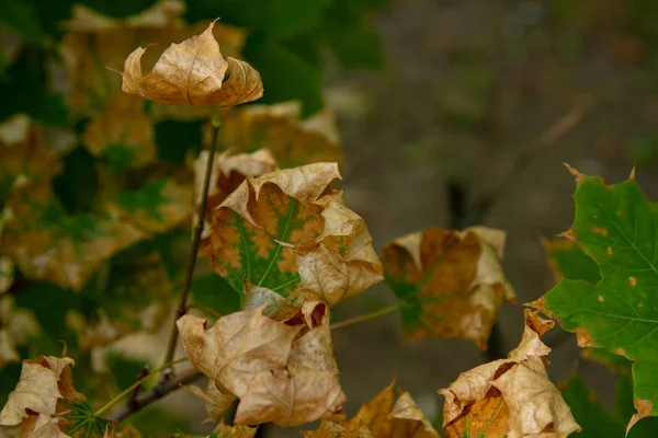 Autumn. Maple Leaves dry up. Dry bushes, trees. Plants are preparing for winter.