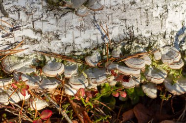 Chaga-mantar büyümeleri ormanın içinde düşmüş ağaç kabuğu üzerinde. İlaç tarifleri yapmak için doğal iyileştirici mantar chaga