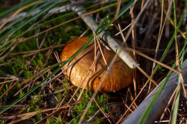 Kapaklı yaprakları ve Çam iğneleri ile kaplı moss, arasına gizlenen bir kahverengi mantar, mantar.