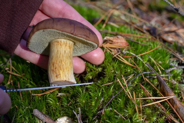 Female Mushroom Picker Cuts Mushroom Found Knife Collect Mushrooms Forest — Stock Photo, Image