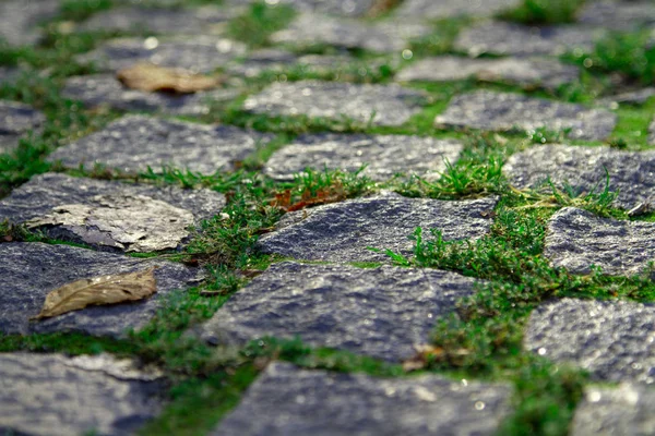 A row of bright green grass between the granite pavers and dry yellow leaves in the old part of the city. Photo of the paving stones in bright morning light, together with dry leaves close-up.