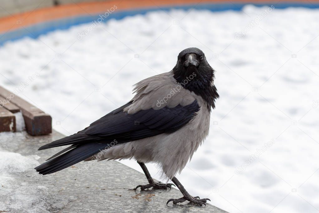 A large urban crow with a black beak looks into the lens in the winter.