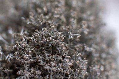 Makro vurdu. Moss ile iç tasarım. Seçici odak. Liken peyzaj tasarım moss yakın çekim için kuru sabitlendi. Citraria İzlanda yosun şifa tıbbi.