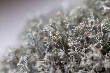 Makro vurdu. Gri orman moss kuru. Seçici odak. Liken peyzaj tasarım moss yakın çekim için kuru sabitlendi. Citraria İzlanda yosun şifa şifalı. Tıbbi bitki mucize tedavi.