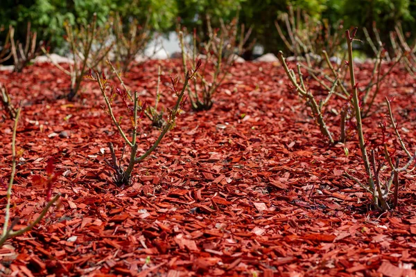 Red pine mulch on a flowerbed with rose bushes. Posh Landscape D