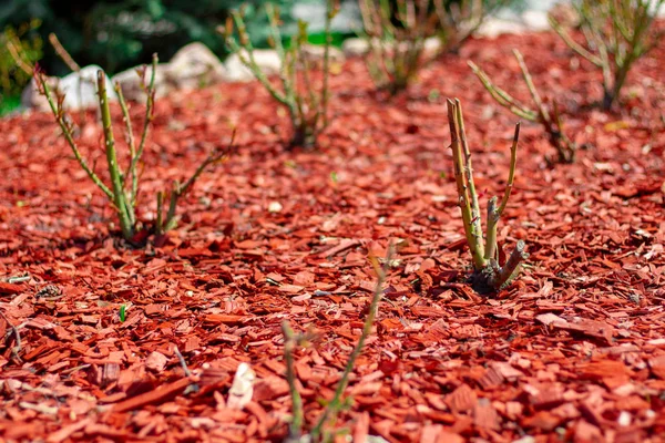 Red pine mulch on a flowerbed with rose bushes. Posh Landscape D