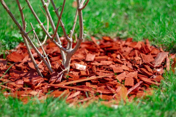Designer mulching a bush on a green lawn with the help of red pi