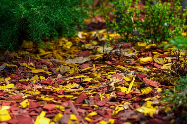 Multicolored bright red yellow orange mulching flower beds using