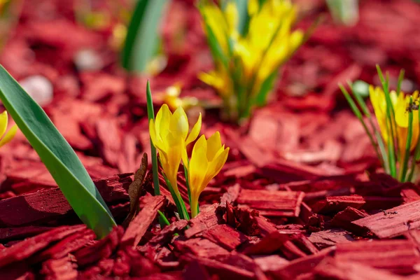 Kırmızı bir malç çiçektar yakın çekim parlak sarı çiçekler. Beautif