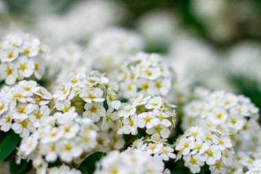 Çiçek açan kiraz Dalları yumuşak ışık arka plan yumuşak odak
