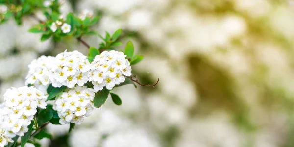 ソフトフォーカスぼかしウェブサイト春のバナー背景の桜のブル — ストック写真