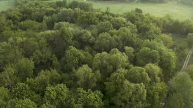 Sisli bir nehrin kenarındaki yeşil ağaçlardan oluşan bir ormanın 360 derecelik hava manzarası.