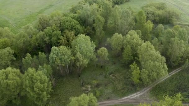 Latanie nad zielonym mglistym lasem w pobliżu rzeki mgły — Wideo stockowe