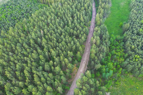 Estrada Terrestre Floresta Verde Dia Primavera Estrada Através Floresta Verde — Fotografia de Stock