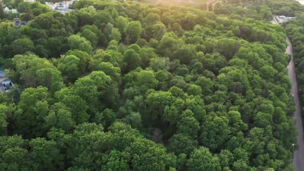 Flygdrönare utsikt över grön tät lummig skog i staden med grön vegetation och berg i Kiev, Ukraina. Panorama över staden under dagen. Lysande träd 4K UHD. — Stockvideo