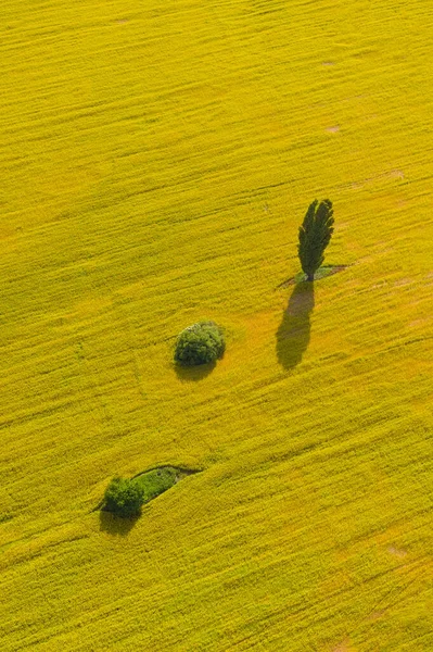 Retrato tiro orientação de árvore verde e dois arbustos no meio de um campo de flor de canola amarela. Composição do retrato da fotografia aérea no campo do estupro . — Fotografia de Stock