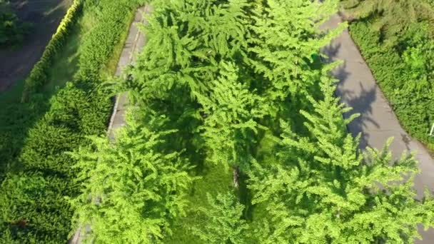 Egy liget fiatal zöld fák ginkgo Biloba a parkban. Föld körüli pályán repülő drón lövés. — Stock videók