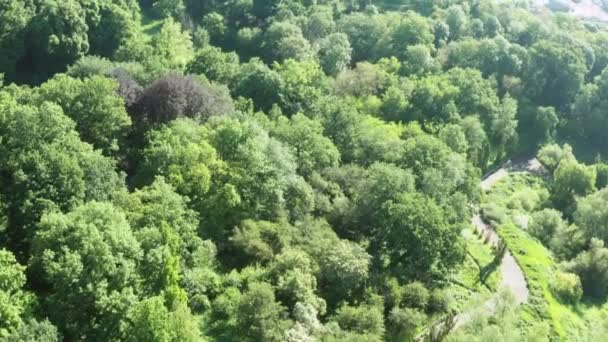 Panorama parcului forestier în timpul verii dintr-o priveliște cu ochi de păsări. Frunze verzi luxuriante de pădure umedă proaspătă într-o dimineață de vară . — Videoclip de stoc