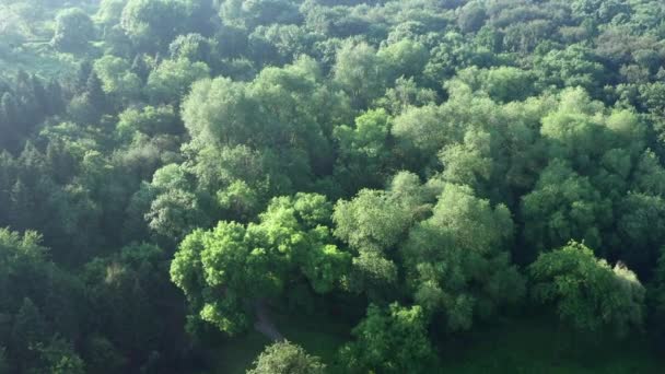 Panorama lesoparku v létě z ptačí perspektivy. Světle zelené listí čerstvého vlhkého lesa za letního rána. — Stock video