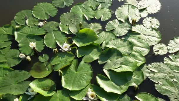 Bloeiende witte waterlelie in een park aangelegde vijver tussen groene waterbladeren. — Stockvideo