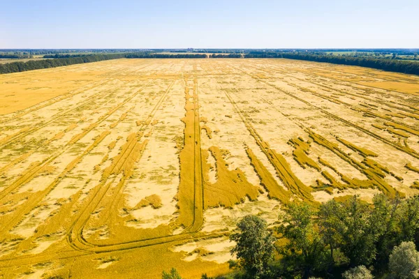 La muerte de la cosecha de trigo en el campo. Rotos por el viento y la lluvia tallos de trigo en el campo . — Foto de Stock