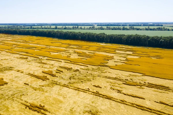 Şiddetli rüzgarların ardından tarlada tahrip edilmiş buğday hasadı. Drone Fotoğrafı.