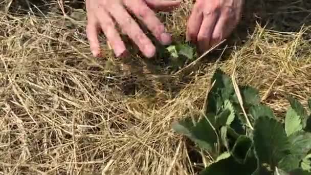 Mulching arbustos de morango verde com feno. Preparando a cama de morango para a estação do jardim . — Vídeo de Stock