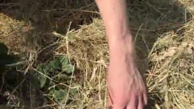 Kadın, sebze bahçesinde saman samanlarıyla çilek çalıları gübreliyor.