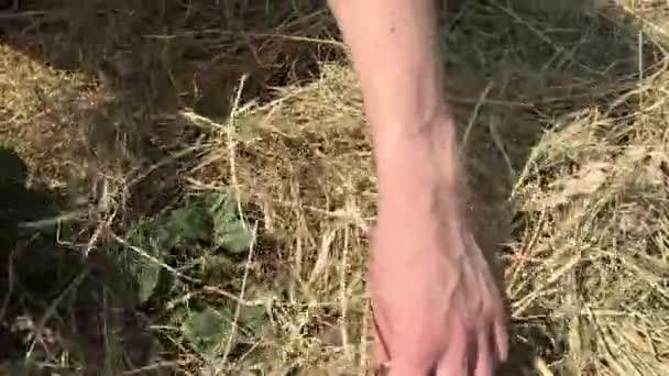 Mujer mulches arbustos de fresa con mantillo de paja en huerta — Vídeos de Stock