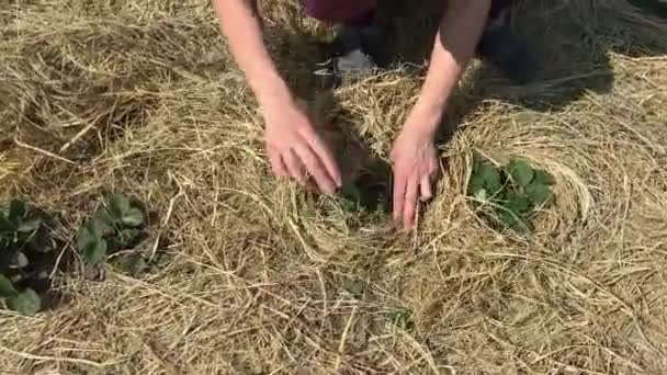 Mulching stro mulch aardbeienstruiken in de tuin — Stockvideo