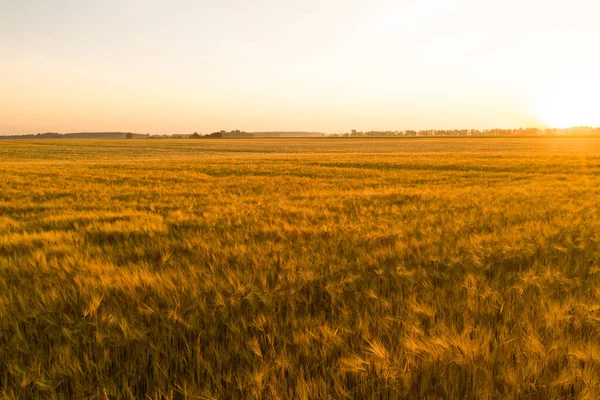 Un campo de trigo amarillo maduro y cebada con el cielo en el horizonte en el sol por la mañana — Foto de Stock
