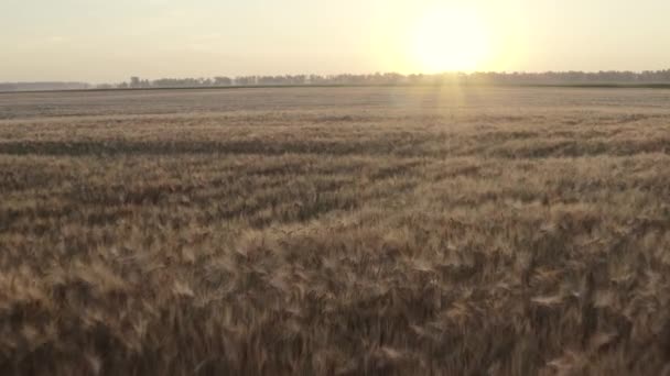 Het uitgestrekte veld van graantarwe en gerst. Dolly Zoom van een tarweveld met rijpe gele scholen en korrels in de stralen van de dageraad zon. — Stockvideo