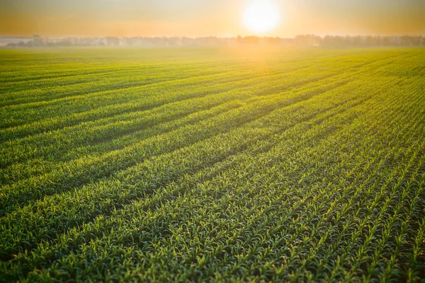 Um pitoresco campo de brotos de milho jovens em uma leve neblina matinal e luz solar suave — Fotografia de Stock